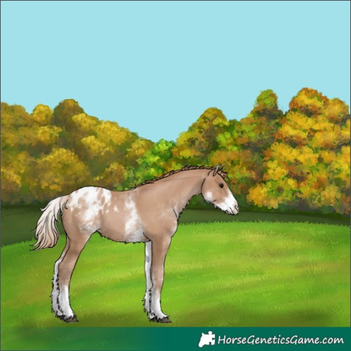 Horse Color:White Spotted Black Pearl Appaloosa Rabicano 