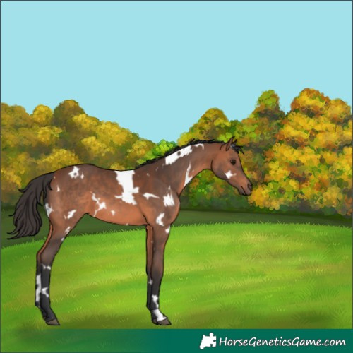 Horse Color:White Spotted Bay 