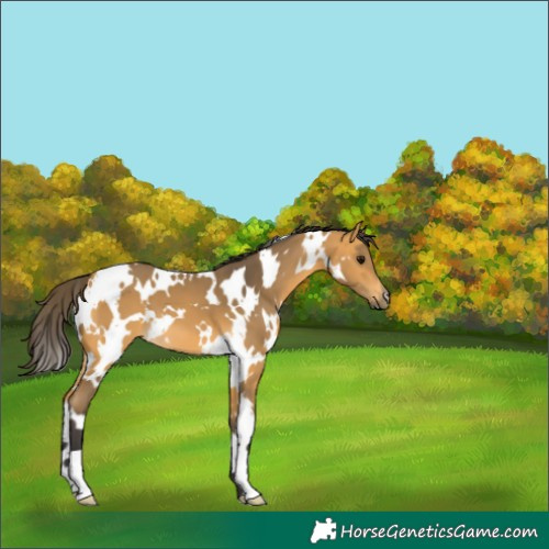 Horse Color:White Spotted Buckskin 