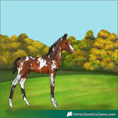 Horse Color:White Spotted Brown 