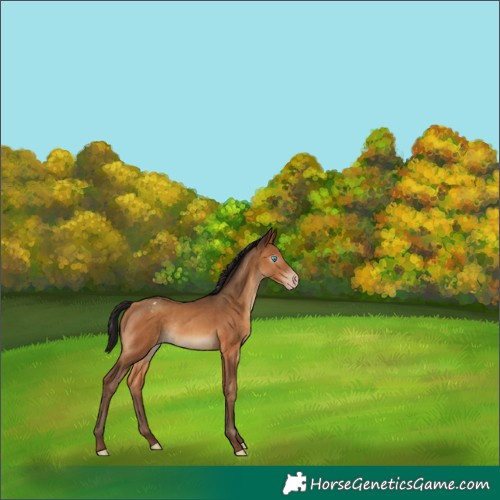 Horse Color:Gray Amber Champagne Appaloosa Rabicano 