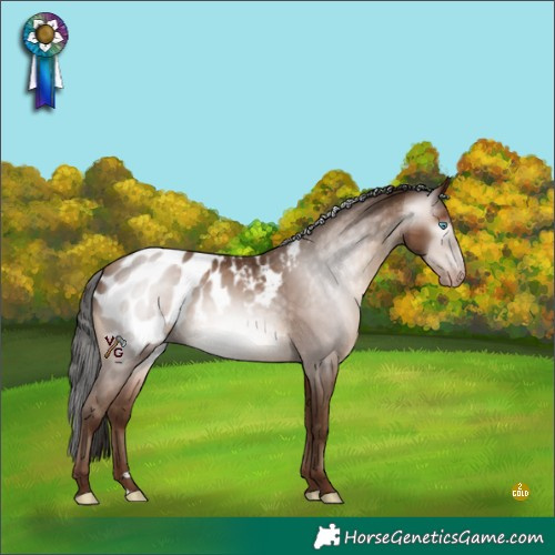 Horse Color:Gray Amber Champagne Appaloosa Rabicano 