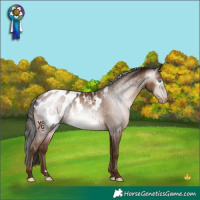 Horse Color:Gray Amber Champagne Blanket Rabicano 