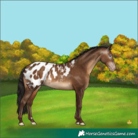 Horse Color:Gray Amber Champagne Appaloosa Rabicano 