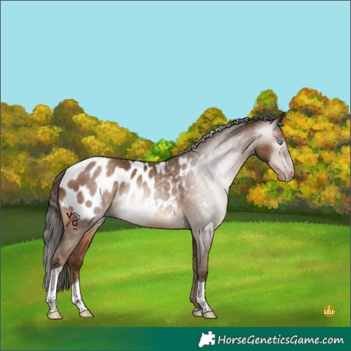 Horse Color:Gray Amber Champagne Tobiano Appaloosa Rabicano 