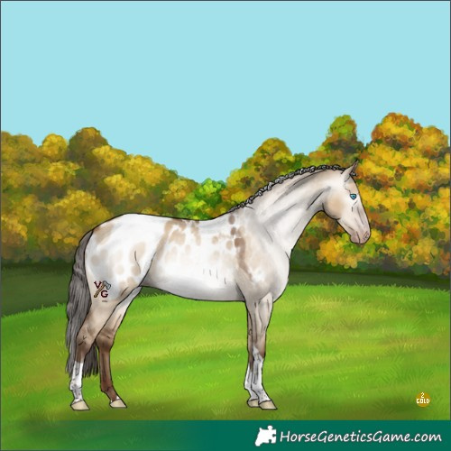 Horse Color:Gray Amber Champagne Dun Tobiano Appaloosa Rabicano 