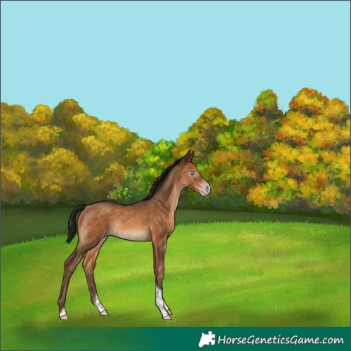 Horse Color:Gray Amber Champagne Tobiano Rabicano 