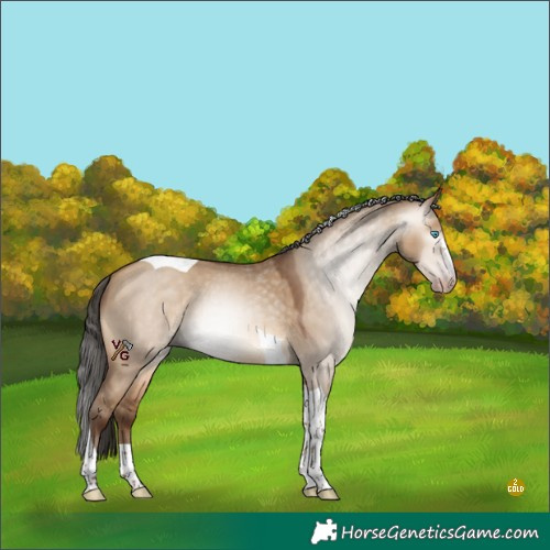 Horse Color:Gray Amber Champagne Dun Tobiano Rabicano 