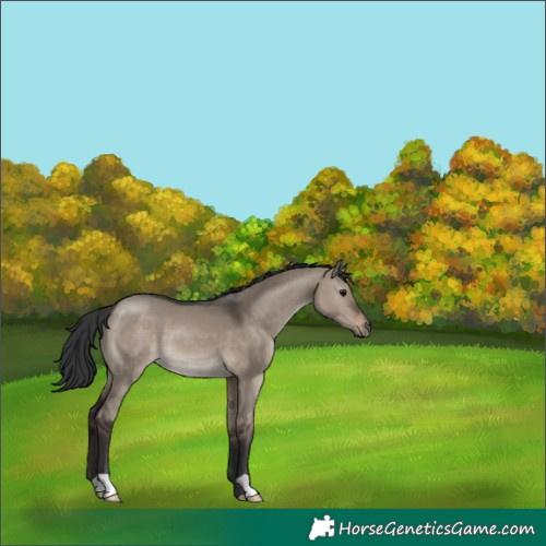 Horse Color:Brown Dun 