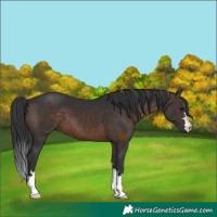 Horse Color:Brown 