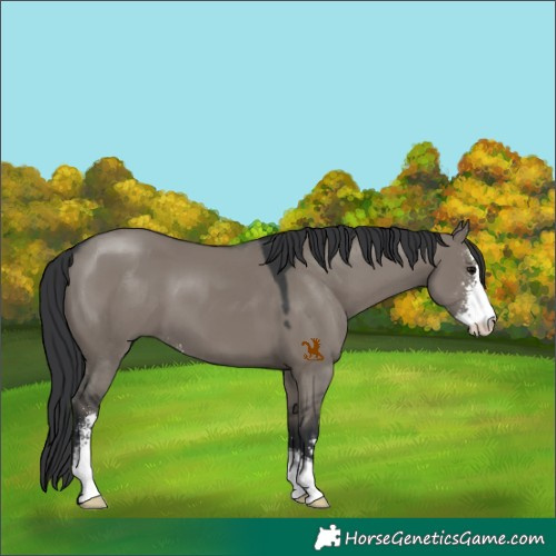 Horse Color:Grullo Sabino