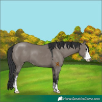 Horse Color:Grullo Sabino 