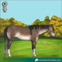 Horse Color:Brown Dun