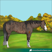 Horse Color:Brown Dun Brindle 