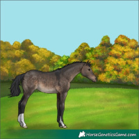 Horse Color:Brown Dun 