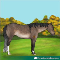 Horse Color:Brown Dun