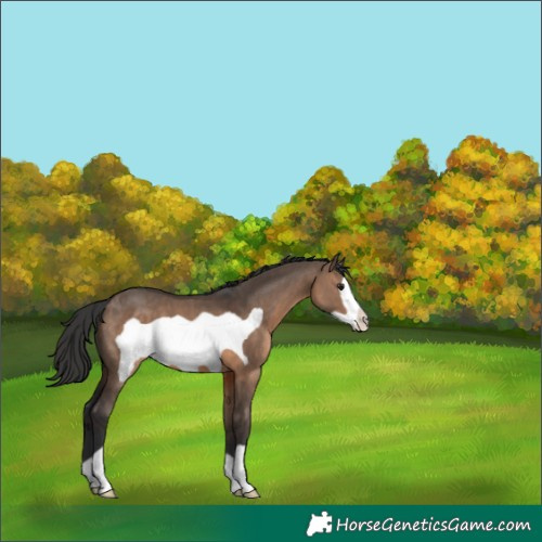 Horse Color:Brown Dun Frame 