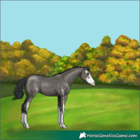 Horse Color:Grullo Sabino