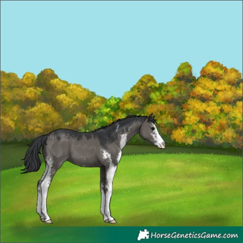 Horse Color:Grullo Sabino 