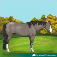 Horse Color:Smoky Grullo