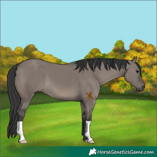 Horse Color:Grullo 