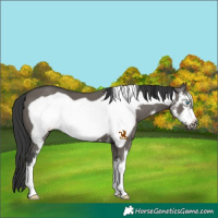 Horse Color:Grullo Sabino Frame