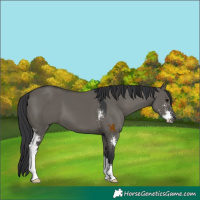 Horse Color:Grullo Sabino
