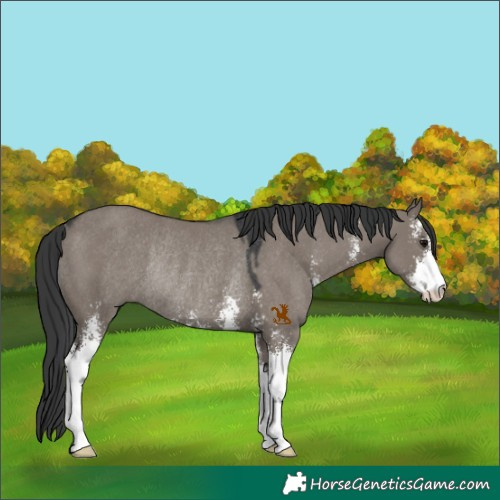 Horse Color:Grullo Sabino Rabicano 