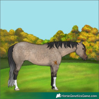Horse Color:Brown Dun 