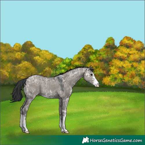 Horse Color:Grullo Ice Sabino 