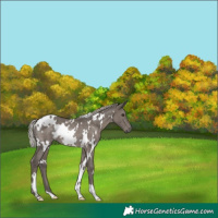 Horse Color:White Spotted Silver Black Rabicano 