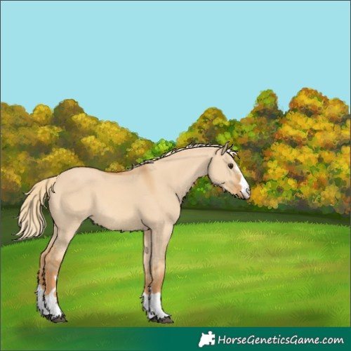 Horse Color:Red Dun 