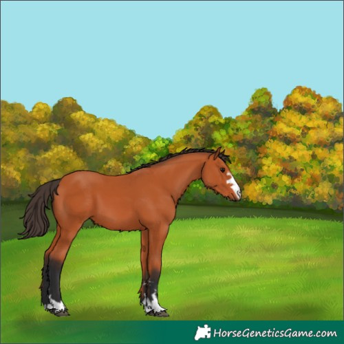 Horse Color:Bay 