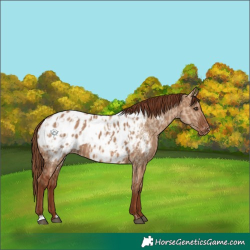 Horse Color:Red Dun Blanket  and Red Dun Blanket 