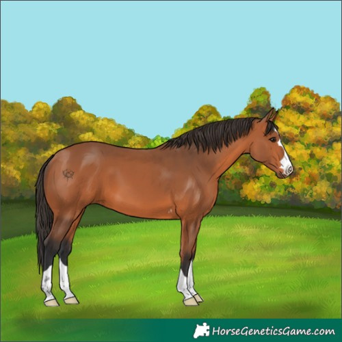 Horse Color:Unknown 