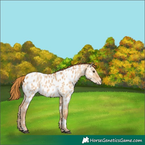 Horse Color:Red Dun Appaloosa  and Red Dun Appaloosa 