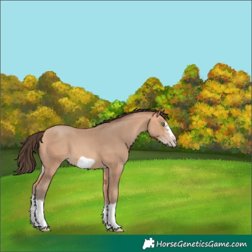 Horse Color:Amber Champagne Splash Frame 
