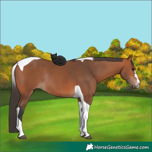 Horse Color:Bay Tobiano Rabicano 