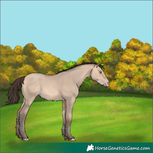 Horse Color:Amber Champagne Dun 