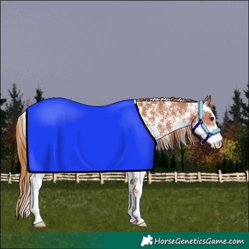 Horse Color:Chestnut Sabino 