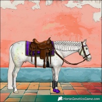 Horse Color:Palomino Blanket