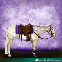 Horse Color:Palomino Appaloosa