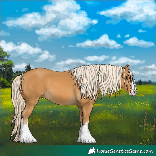Horse Color:Palomino 