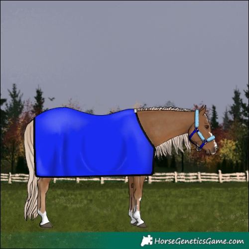 Horse Color:Chocolate Palomino