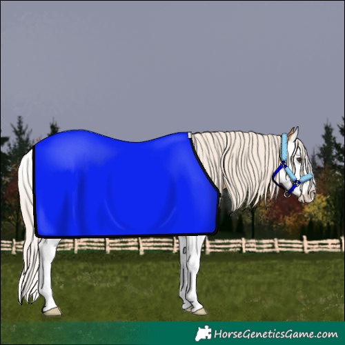 Horse Color:Palomino Sabino Splash Blanket