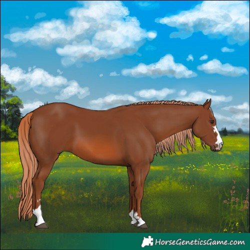 Horse Color:Chestnut 