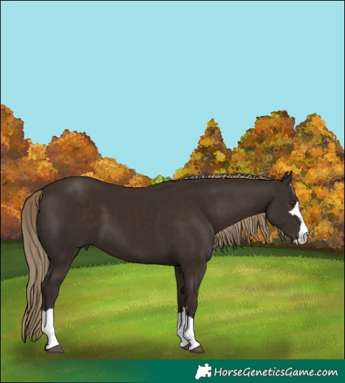 Horse Color:Liver Chestnut 