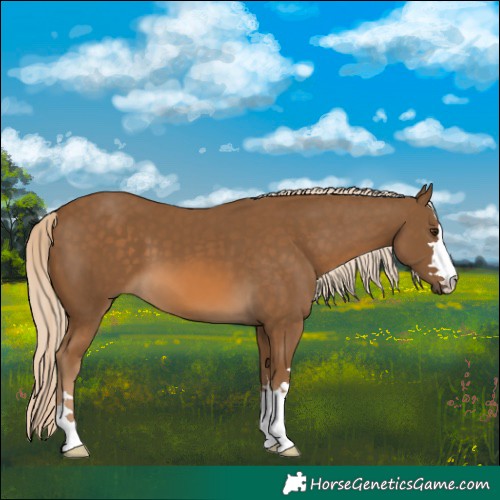 Horse Color:Chocolate Palomino
