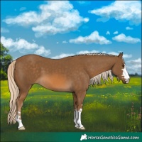 Horse Color:Chocolate Palomino