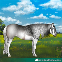 Horse Color:Gray Buckskin Sabino Splash 